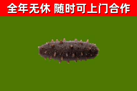 邵东市回收海参干